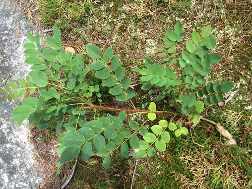 Robinia hispida var. fertilis