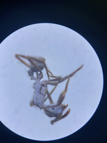 Apterostigma chocoenseApterostigma chocoense
