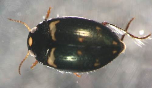 Oreodytes babai