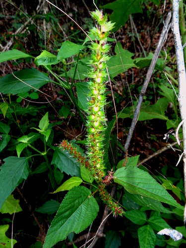 Acalypha longispicata