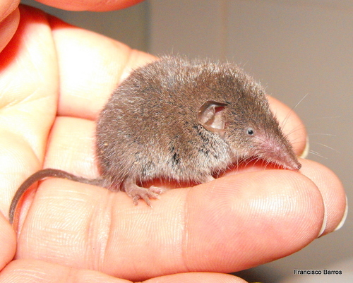 Greater White-toothed Shrew