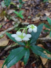 Chimaphila maculata image