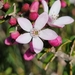 Waxflowers - Photo (c) Richard Dimon, all rights reserved, uploaded by Richard Dimon