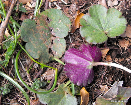 Palmate Anemone