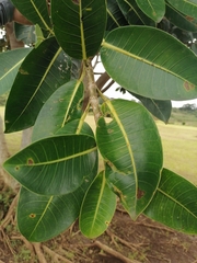 Ficus aurea image