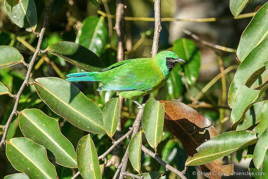 Bornean Leafbird photo