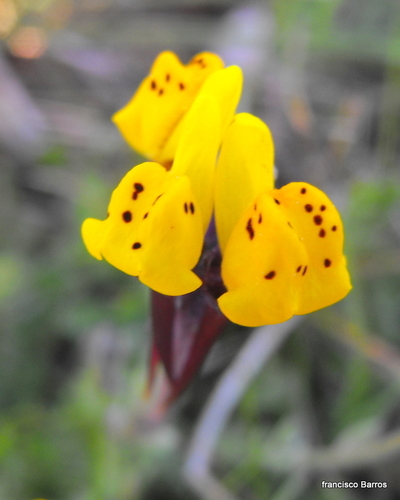 Linaria amethystea