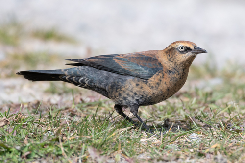 Rusty Blackbird