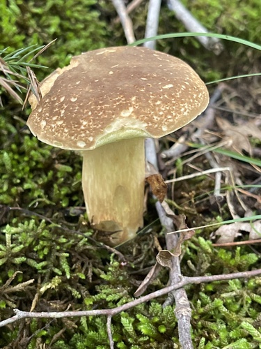 Boletus variipes