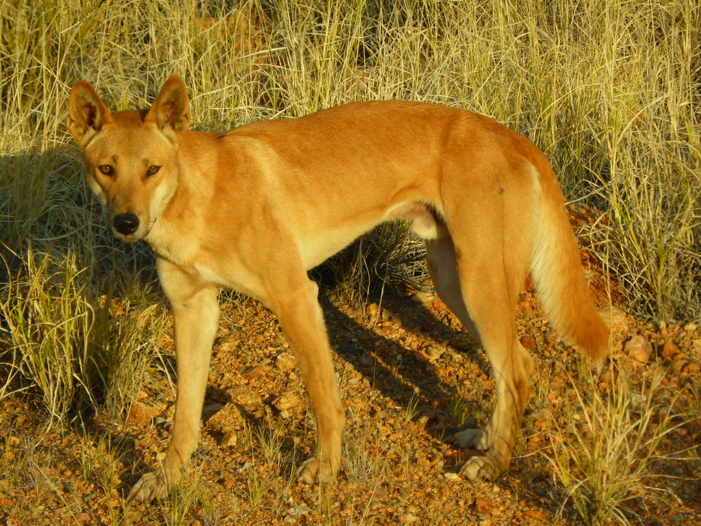 Canis lupus dingo - Wikipedia