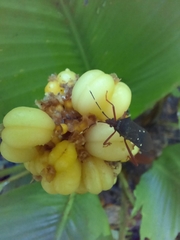 Leptoscelis quadrisignatus image