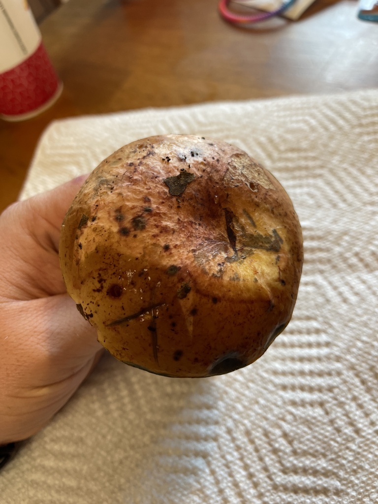 Neoboletus from E Curby Rd, English, IN, US on August 06, 2022 at 0712