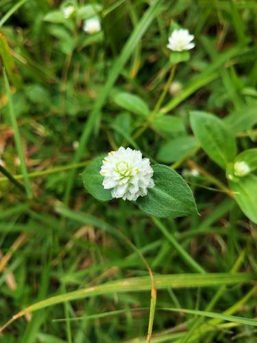 Gomphrena Weed