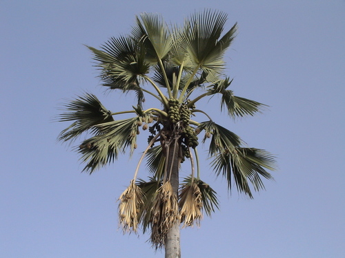 Borassus akeassii Bayton, Ouédr. & Guinko