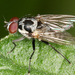 騷花蠅 - Photo 由 gernotkunz 所上傳的 (c) gernotkunz，保留所有權利