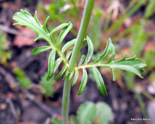 Annual Valerian