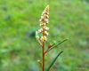 Reseda glauca - Photo (c) Francisco Barros, all rights reserved, uploaded by Francisco Barros
