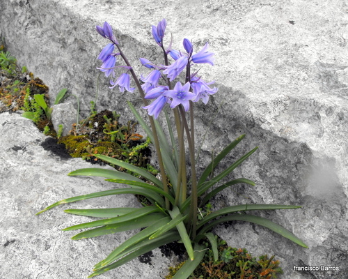 Hyacinthoides hispanica (Mill.) Rothm.