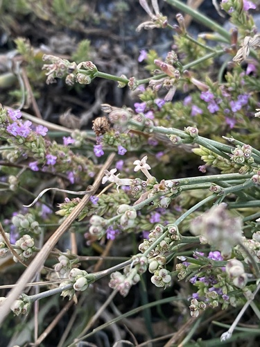 Asperula suberosa