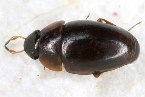 Limnebius papposus