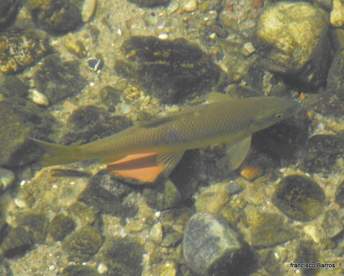 Iberian Barbel
