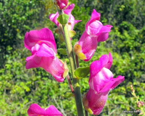 Antirrhinum linkianum