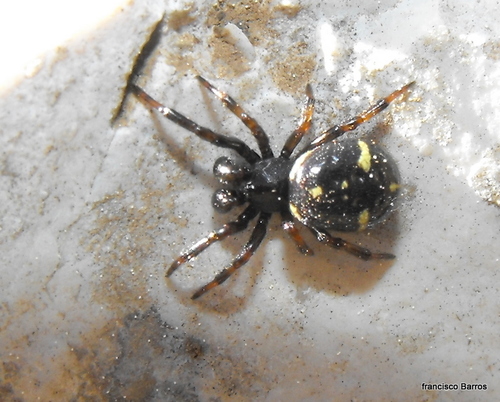 Ant Comb-Footed Spider