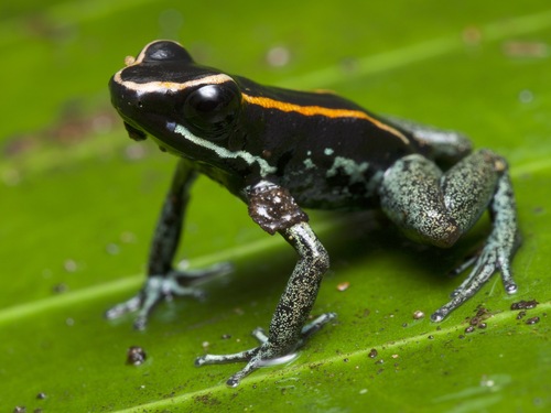 Golfo Dulce Poison Dart Frog - Photo (c) Joey and Josh Addesi, all rights reserved, uploaded by Joey and Josh Addesi