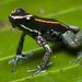 Golfo Dulce Poison Dart Frog - Photo (c) J. Addesi, all rights reserved, uploaded by J. Addesi