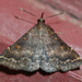 Sociable Renia Moth - Photo (c) Larry Clarfeld, some rights reserved (CC BY-NC), uploaded by Larry Clarfeld