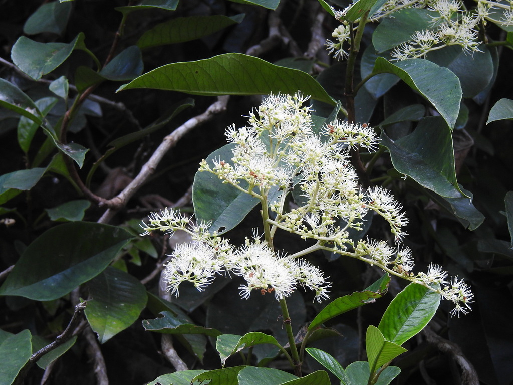 Hydrangea viburnoides (Hydrangea viburnoides)