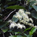Hydrangea viburnoides - Photo (c) Chen Alice, todos os direitos reservados, uploaded by Chen Alice