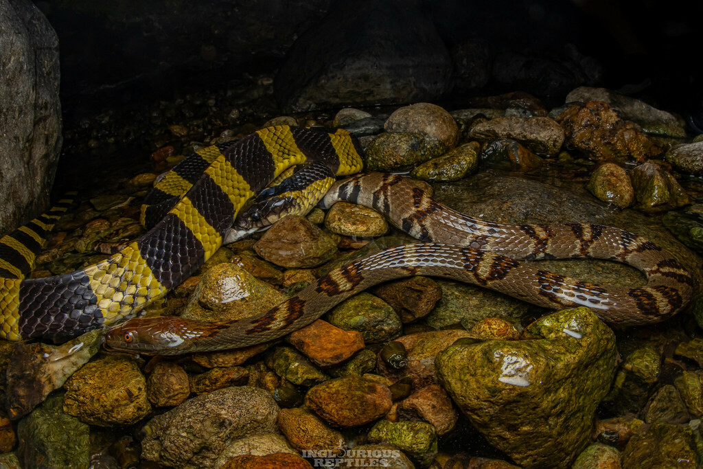 Asiatic Water Snake in April 2021 by Artur Tomaszek · iNaturalist