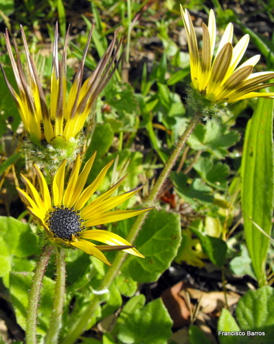 Capeweed