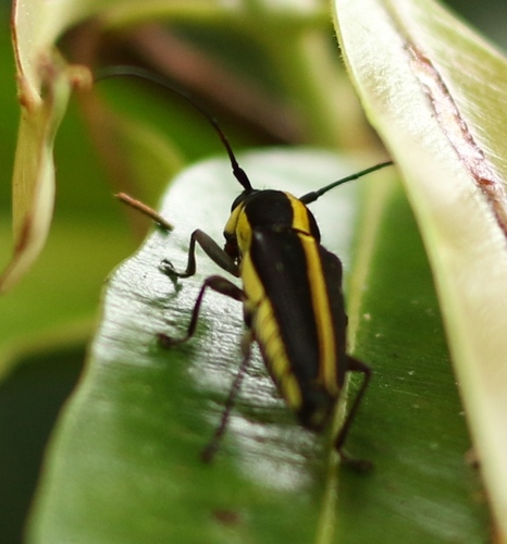 Glenea arithmetica thumbnail