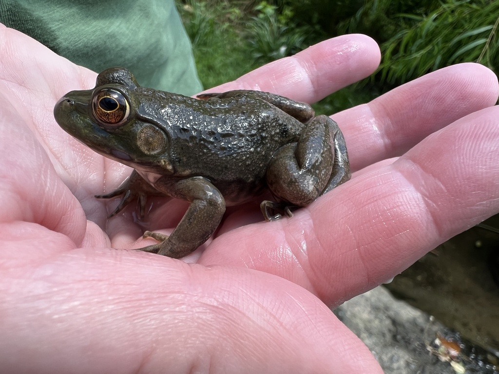 American Water Frogs from Newbridge Recreation Area, Reston, VA, US on ...