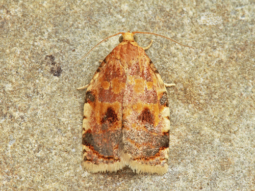 Archips fervidana (Clemens, 1860)