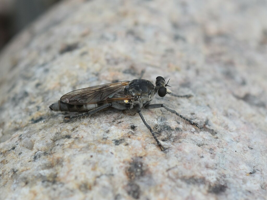 Three-banded Robber Fly from St Louis County, MN, USA on August 6, 2022 ...