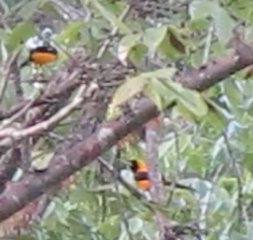 Icterus chrysater image