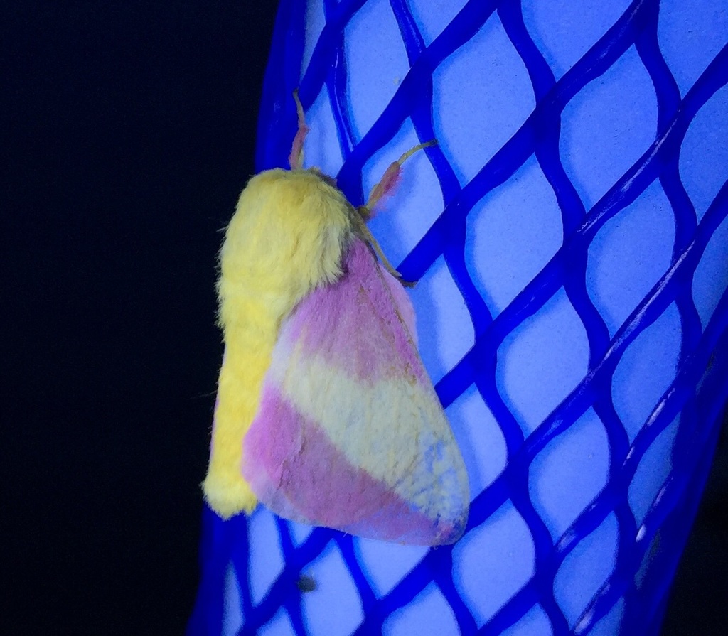 Rosy Maple Moth (Butterflies and Moths of Floracliff Nature