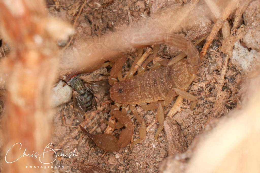 Kochius sonorae from Pima County, AZ, USA on July 25, 2018 at 1112 PM