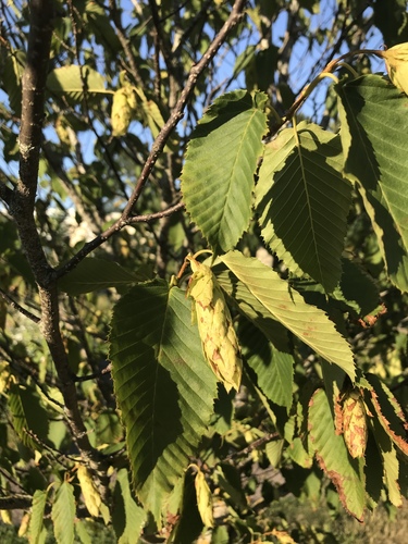 Sawa hornbeam