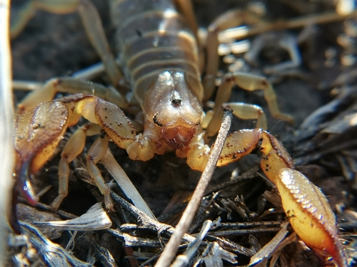 Diplocentrus zacatecanus