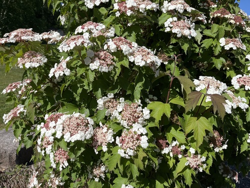 Asian Guelder Rose