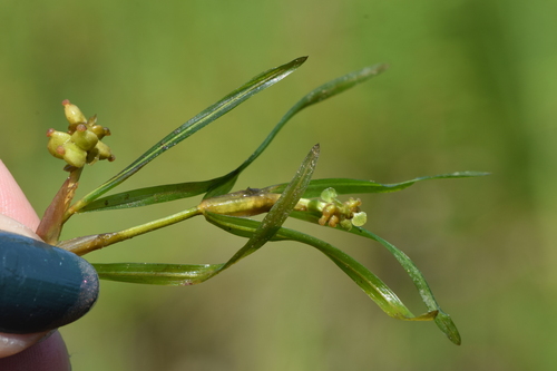 Hill's pondweed (Potamogeton hillii)