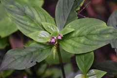 Spigelia hamelioides image