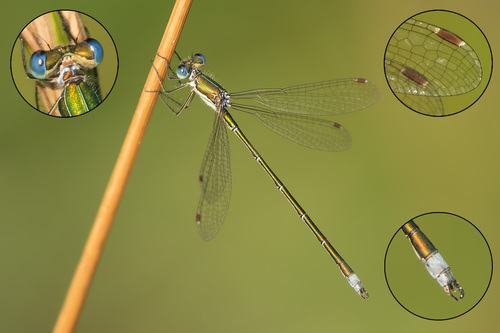 Lestes virens vestalis
