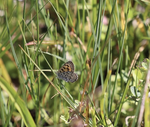 iNaturalist observation photo of Mariposa Copper