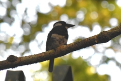 Notharchus pectoralis image