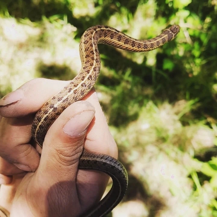 Short-tail Alpine Garter Snake from valle de los enamorados on August ...
